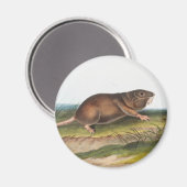 Zuidelijke Pouched Rat, Shrew Mole Illustratie Magneet (Voorkant / Achterkant)