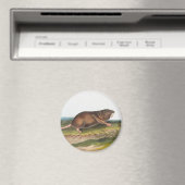 Zuidelijke Pouched Rat, Shrew Mole Illustratie Magneet (Insitu (Vaatwasser))