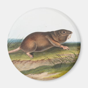 Zuidelijke Pouched Rat, Shrew Mole Illustratie Magneet