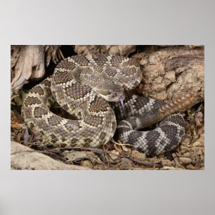 Zuidelijke Rattlesnake. Poster