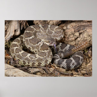 Zuidelijke Rattlesnake. Poster
