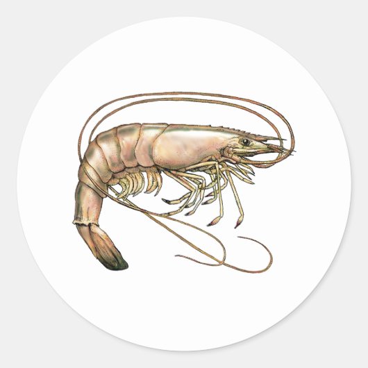 Zuidelijke Shrimp Art Ronde Sticker (Voorkant)