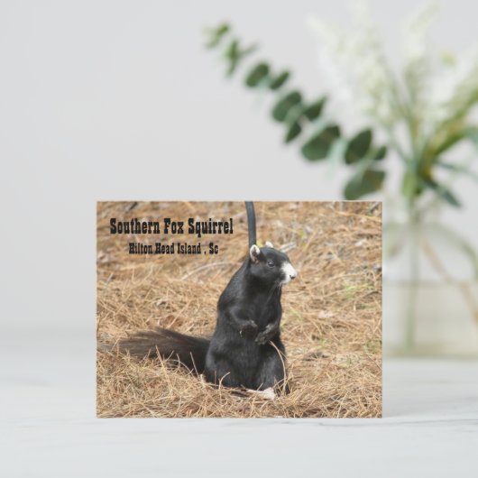 Zuidelijke vos-eekhoorn briefkaart (Staand voorkant)