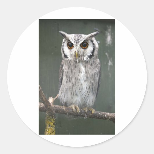 Zuidelijke witte uitloper ronde sticker (Voorkant)