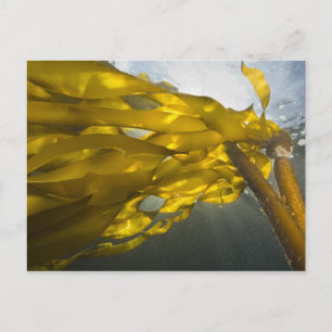 Zuidkant van Ewing Island, San Juan Islands, Briefkaart