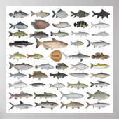 Zuidoost-Azië — Freshwater Fish Group Poster (Voorkant)