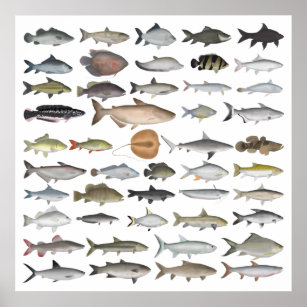 Zuidoost-Azië — Freshwater Fish Group Poster