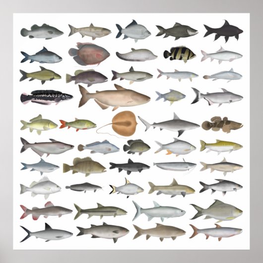 Zuidoost-Azië — Freshwater Fish Group Poster (Voorkant)