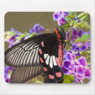 Zuidoost-Azië, Thailand, Doi Inthanon, Papilio Muismat
