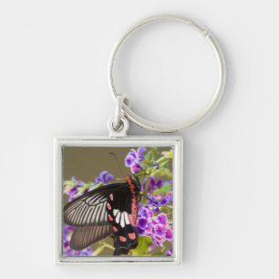 Zuidoost-Azië, Thailand, Doi Inthanon, Papilio Sleutelhanger