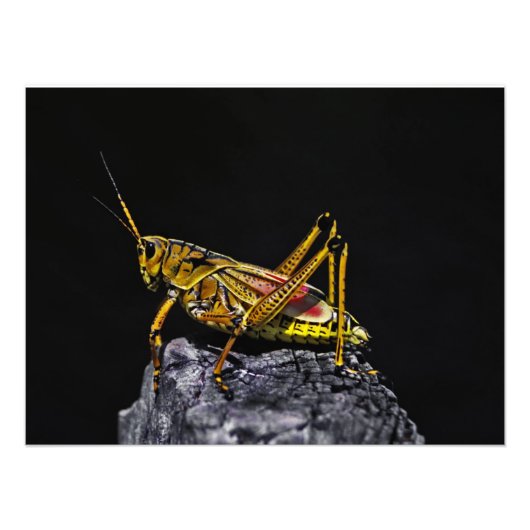 Zuidoost Lubber Grasshopper. Foto Afdruk (Voorkant)