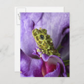 Zuidoost-Vietnam. Sluiting van mossy boomkikker Briefkaart (Voorkant / Achterkant)