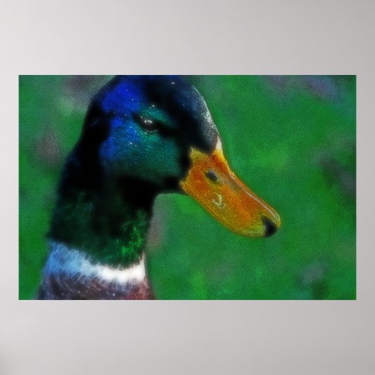 Zuidwaartse Mallard Print (Voorkant)