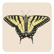 Zuidwestelijke gele zandstaartvlinder