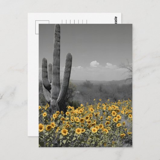 Zuidwestelijke Woestijn Saguaro Cactus en Zonneblo Briefkaart (Voorkant / Achterkant)