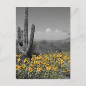 Zuidwestelijke Woestijn Saguaro Cactus en Zonneblo Briefkaart (Voorkant)