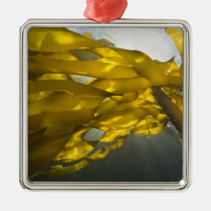 Zuidzijde van Ewing Island, San Juan Islands Metalen Ornament