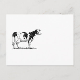 Zuivel Koe Holstein Fresian Pencil Tekening Briefkaart