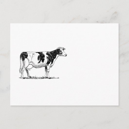 Zuivel Koe Holstein Fresian Pencil Tekening Briefkaart (Voorkant)