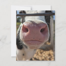 Zuivel Koe op een Boerderij in Pennsylvania Notitiekaartje