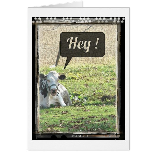 Zuivelachtige Koe Hey! (Voorkant)