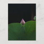 zuiver briefkaart (Voorkant)