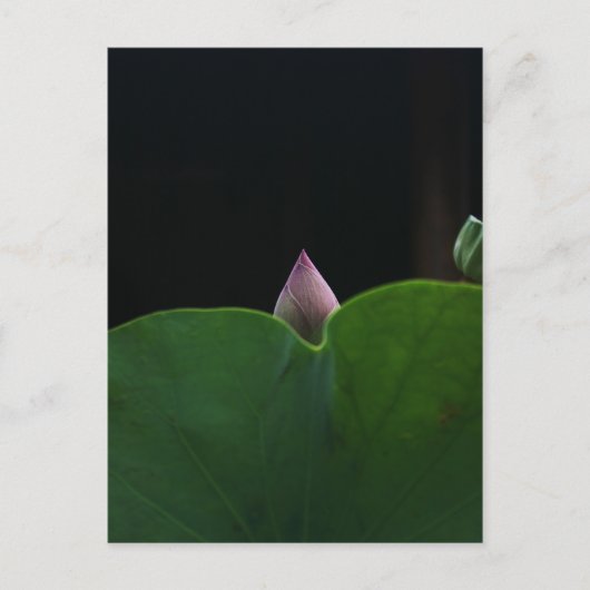 zuiver briefkaart (Voorkant)