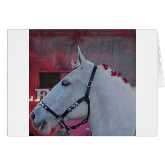 zuiver wit paard met zwarte braad en rode bloemen (Voorkant Horizontaal)