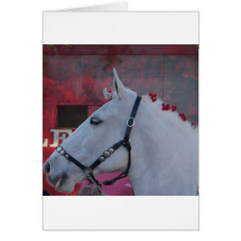 zuiver wit paard met zwarte braad en rode bloemen