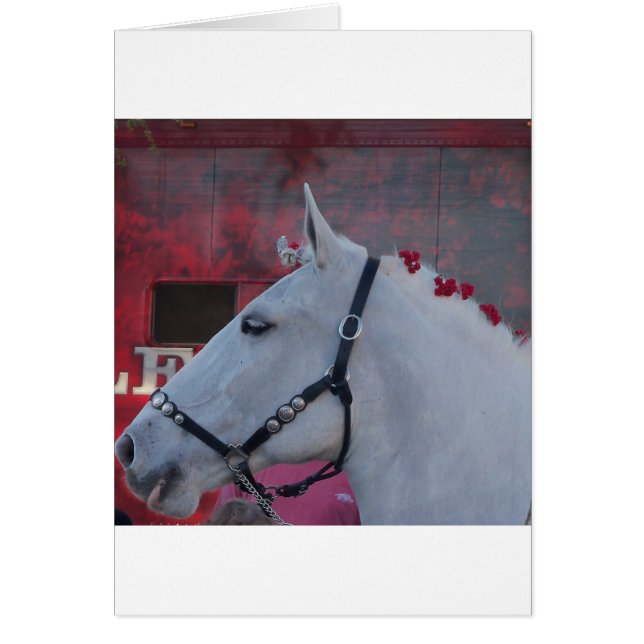 zuiver wit paard met zwarte braad en rode bloemen (Voorkant)