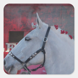 zuiver wit paard met zwarte braad en rode bloemen vierkante sticker