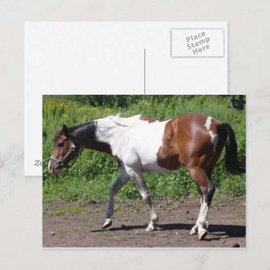 Zuivere verf briefkaart (Voorkant / Achterkant)