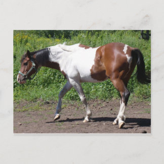 Zuivere verf briefkaart