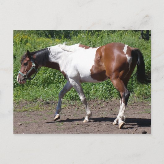 Zuivere verf briefkaart (Voorkant)