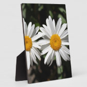 zuivere witte melkbloemen fotoplaat (Zijkant)