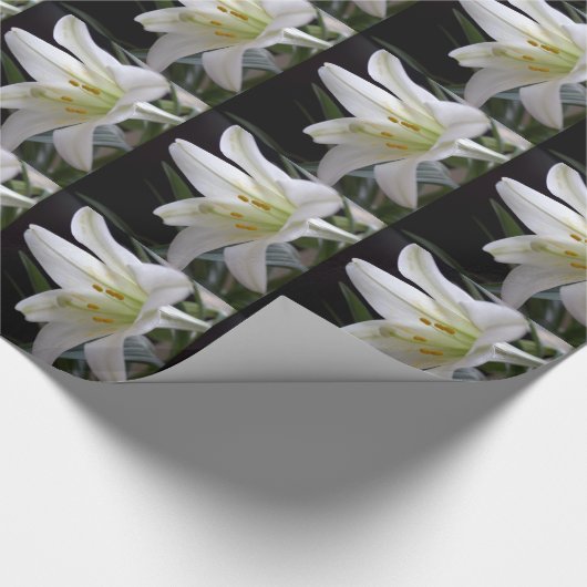 , zuivere witte paasbloem in zwart cadeaupapier (Hoek)