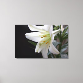 , zuivere witte paasbloem in zwart canvas afdruk
