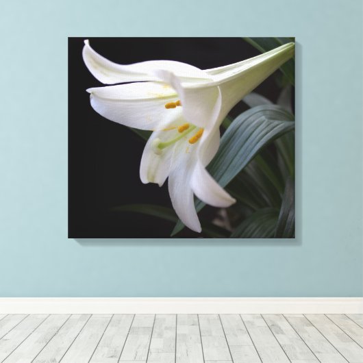 , zuivere witte paasbloem in zwart canvas afdruk (Insitu (Houten vloer))