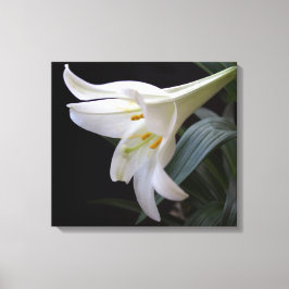 , zuivere witte paasbloem in zwart canvas afdruk