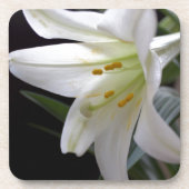 , zuivere witte paasbloem in zwart drankjes onderzetter (Voorkant)