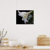 , zuivere witte paasbloem in zwart poster (Keuken)