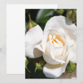 zuivere witte rozenbloem. bloemfotokunst. (Voorkant / Achterkant)