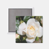  zuivere witte rozenbloem. bloemfotokunst. magneet (Voorkant / Achterkant)