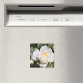  zuivere witte rozenbloem. bloemfotokunst. magneet (Insitu (Vaatwasser))