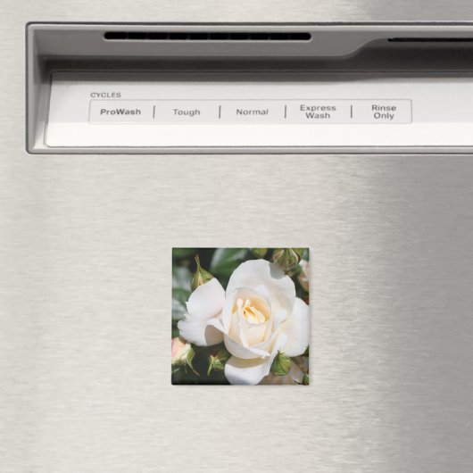 zuivere witte rozenbloem. bloemfotokunst. magneet (Insitu (Vaatwasser))