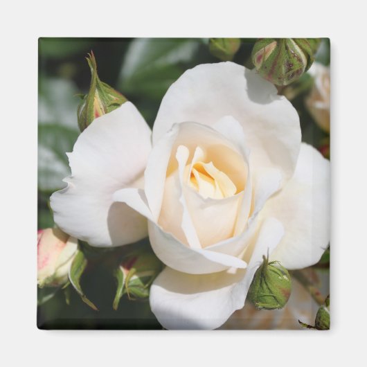  zuivere witte rozenbloem. bloemfotokunst. magneet (Voorkant)