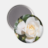  zuivere witte rozenbloem. bloemfotokunst. magneet (Voorkant / Achterkant)
