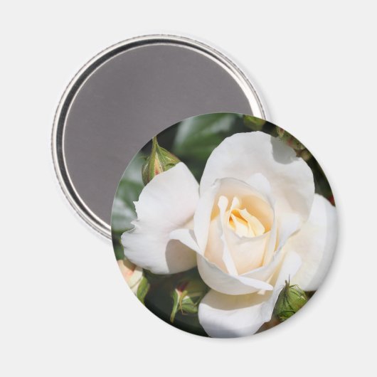  zuivere witte rozenbloem. bloemfotokunst. magneet (Voorkant / Achterkant)