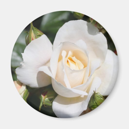  zuivere witte rozenbloem. bloemfotokunst. magneet (Voorkant)
