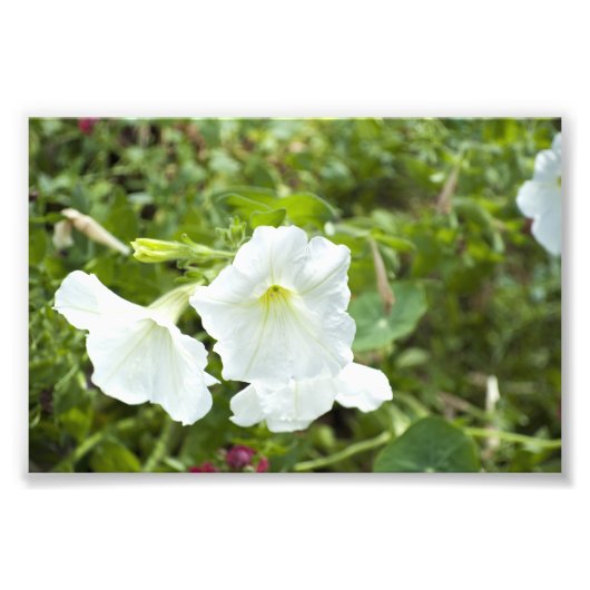 Zuiverheid in helder foto afdruk (Voorkant)